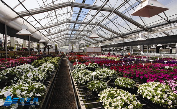怎样才能在花卉租赁行业的激烈竞争中脱颖而出?